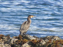Phalacrocorax carbo