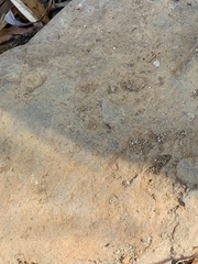 Formicidae