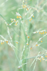 Panicum