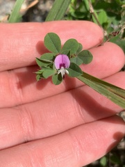Kummerowia stipulacea