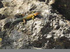 Sceloporus cyanogenys