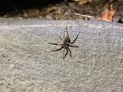 Lycosoidea