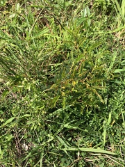 Chamaecrista nictitans