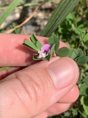 Kummerowia stipulacea