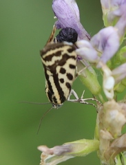 Acontia trabealis