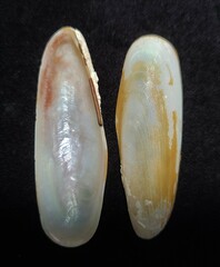 Lithophaga antillarum