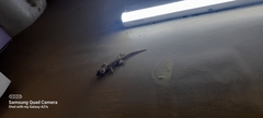 Gekkota