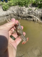 Procambarus