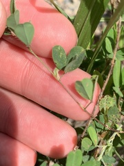 Kummerowia stipulacea