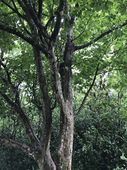 Parrotia