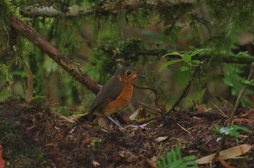 Grallaricula nana