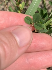 Kummerowia stipulacea