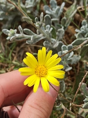 Pallenis maritima