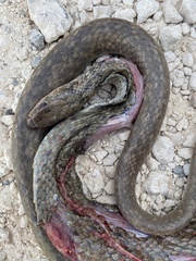 Coluber constrictor etheridgei