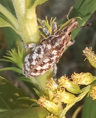 Cyphocleonus dealbatus