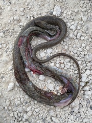 Coluber constrictor etheridgei