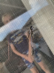 Pelecinus polyturator