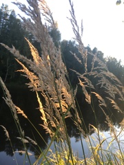 Calamagrostis