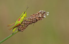 Euthystira brachyptera