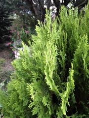 Platycladus orientalis