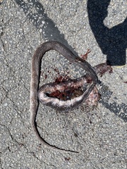 Coluber constrictor etheridgei