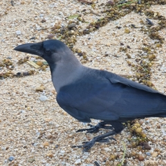 Corvus splendens