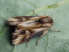 Actinotia polyodon