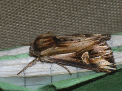 Actinotia polyodon