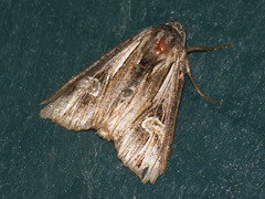 Actinotia polyodon
