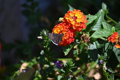 Erynnis funeralis