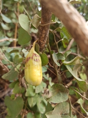 Aristolochia baetica