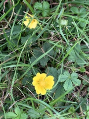 Potentilla