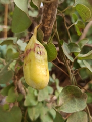 Aristolochia baetica