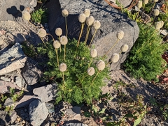 Pulsatilla occidentalis