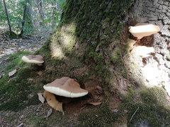 Ganoderma resinaceum