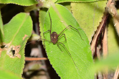 Opiliones