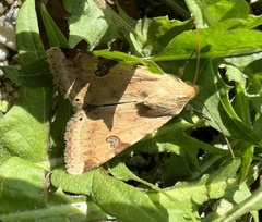 Heliothis peltigera