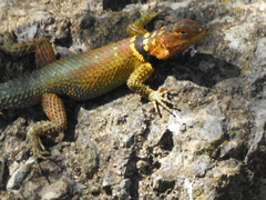 Sceloporus cyanogenys