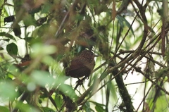 Thripadectes flammulatus