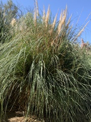 Cortaderia