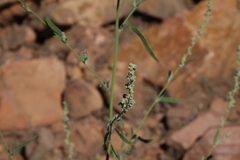 Chenopodium pratericola