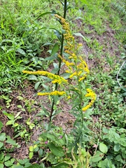Solidago