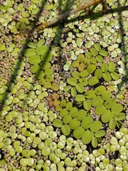 Salvinia natans