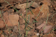 Chenopodium pratericola