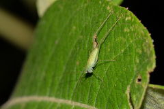 Orthoptera