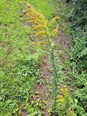 Solidago