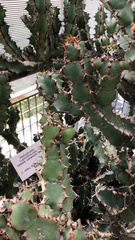 Euphorbia lactea