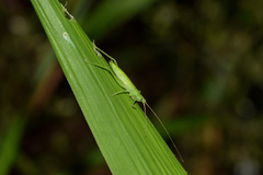 Orthoptera