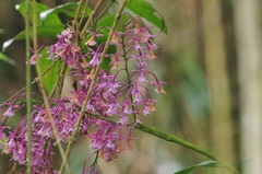 Epidendrum laeve