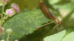 Calopteryx haemorrhoidalis